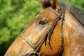 horse-800851 1920