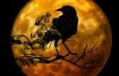 raven-988218 1920